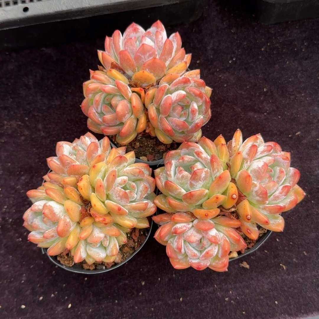 3颗一起9厘米左右无砍