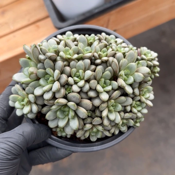 15个头一物一拍的无砍