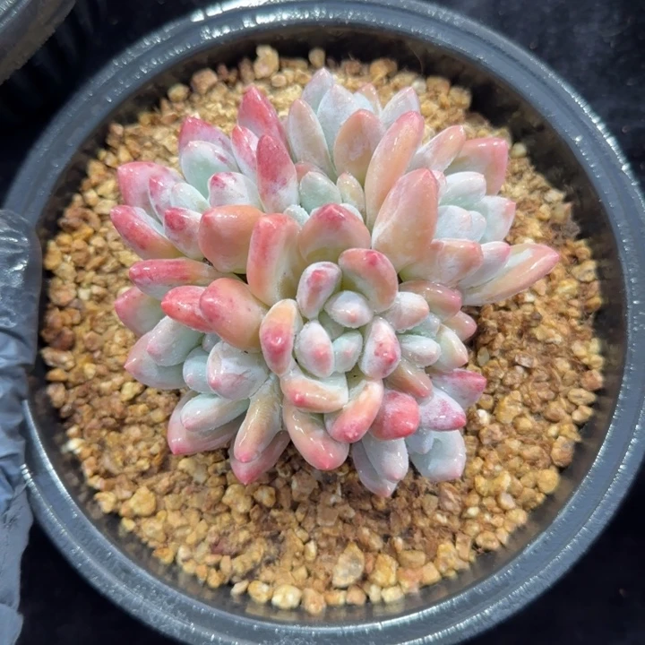 10厘米左右的一物一拍的