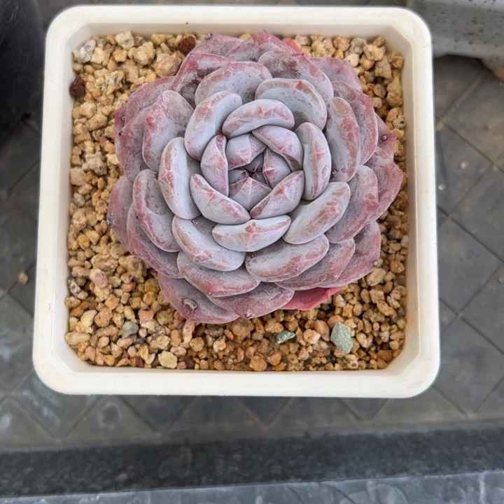 依**?10厘米左右的一物一拍