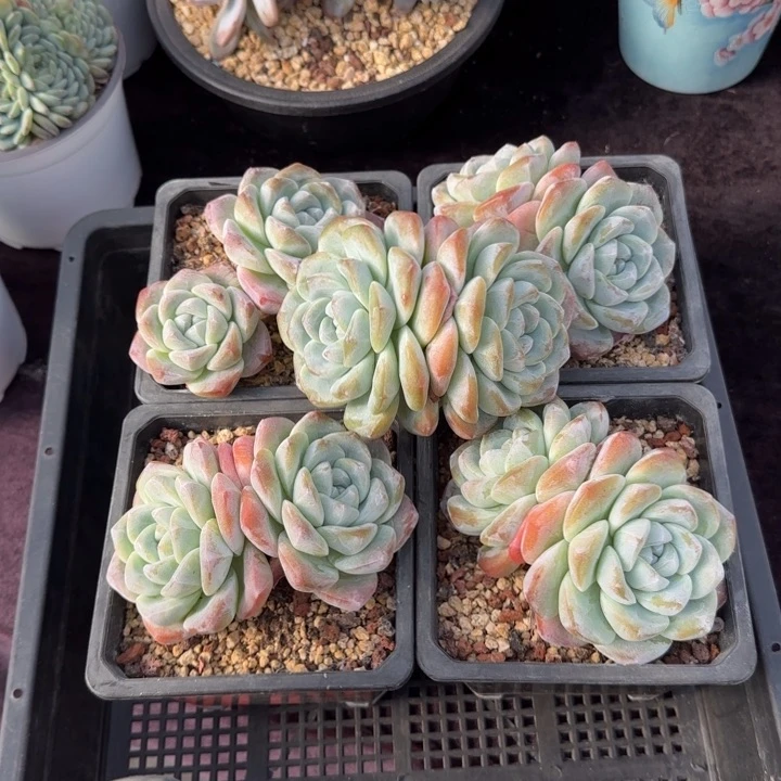 11厘米左右一物一改的