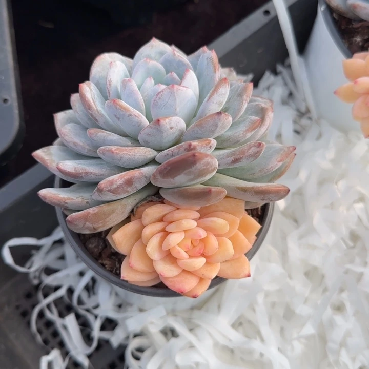 10厘米左右一物一拍石榴籽锦