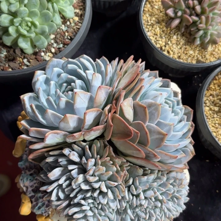 20厘米的尺寸一物一拍的