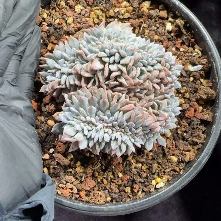 10厘米左右一物一拍的