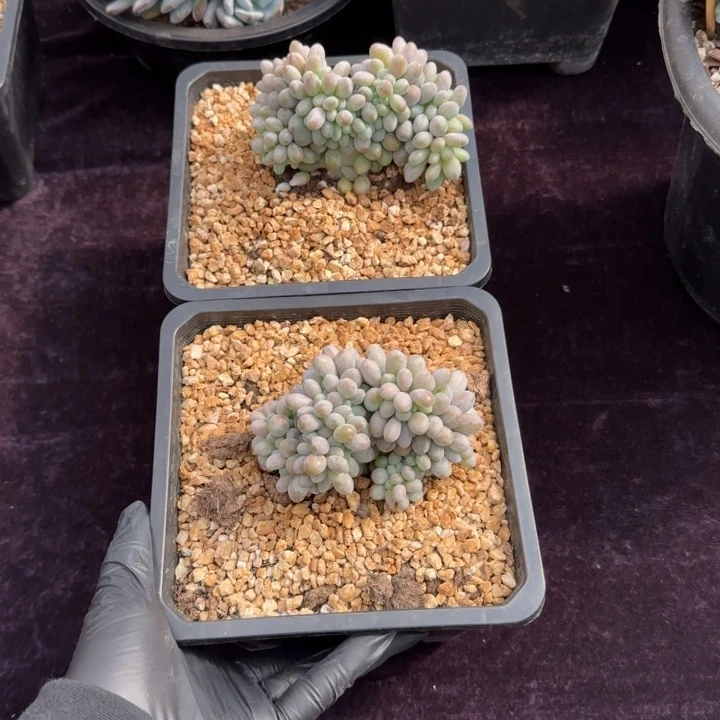 一***石10厘米左右一物一拍得