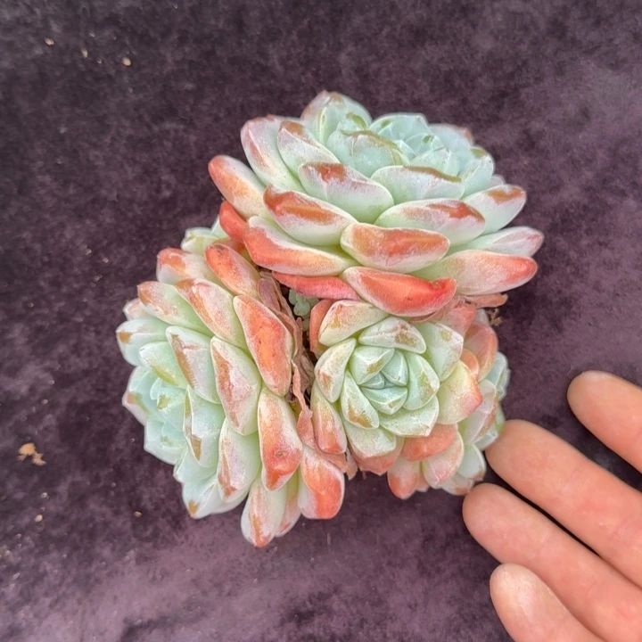 15厘米的尺寸一物拍的