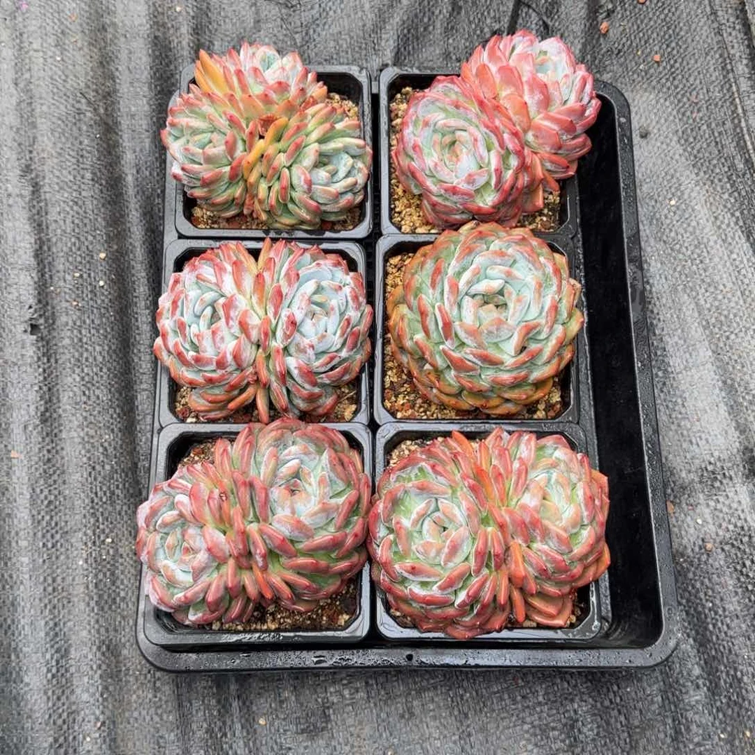 绽****?十一物一拍的6颗