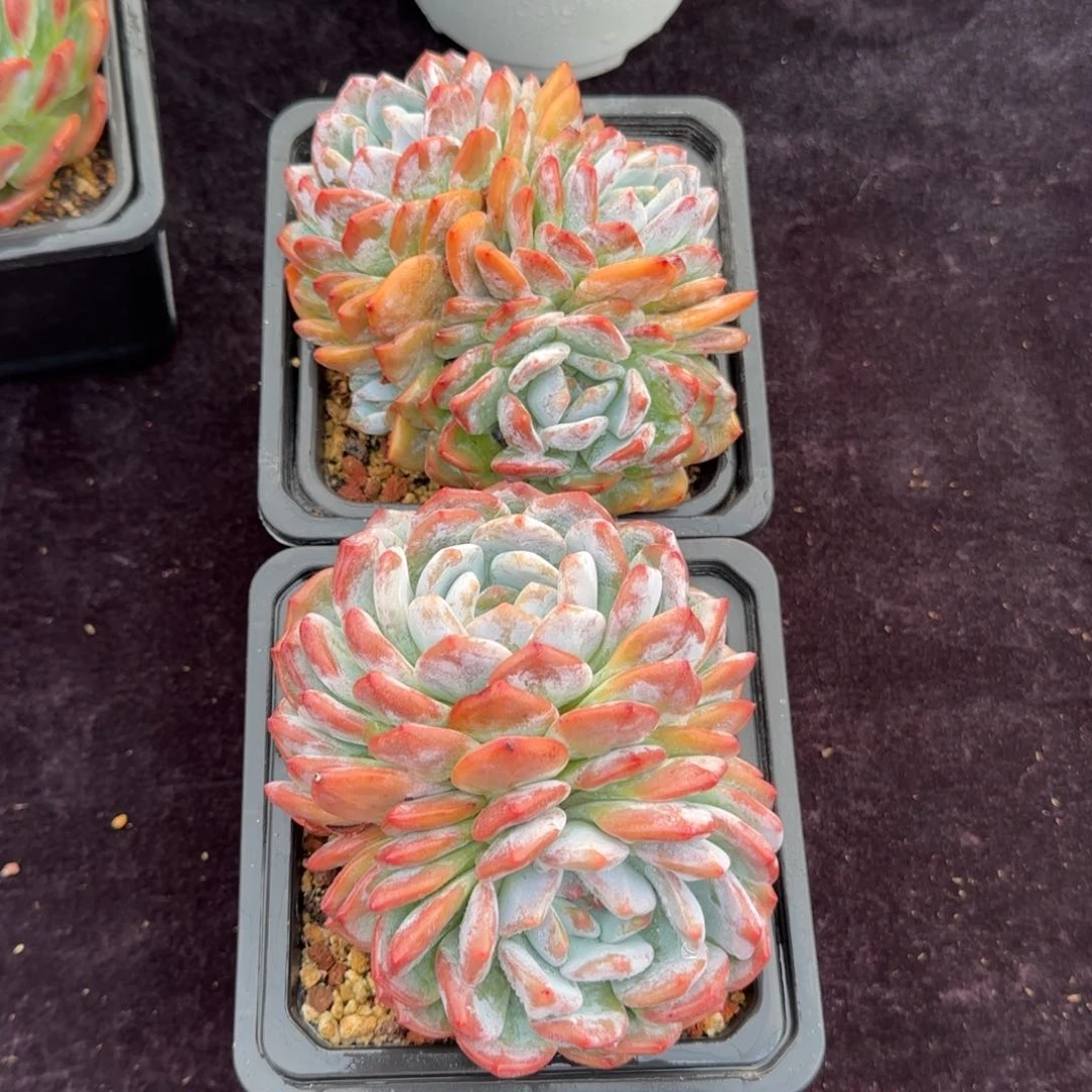 12厘米左右一物一拍橙梦露