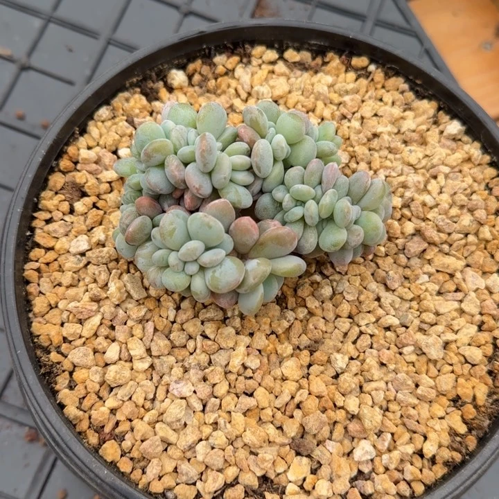 9厘米左右一物一拍的