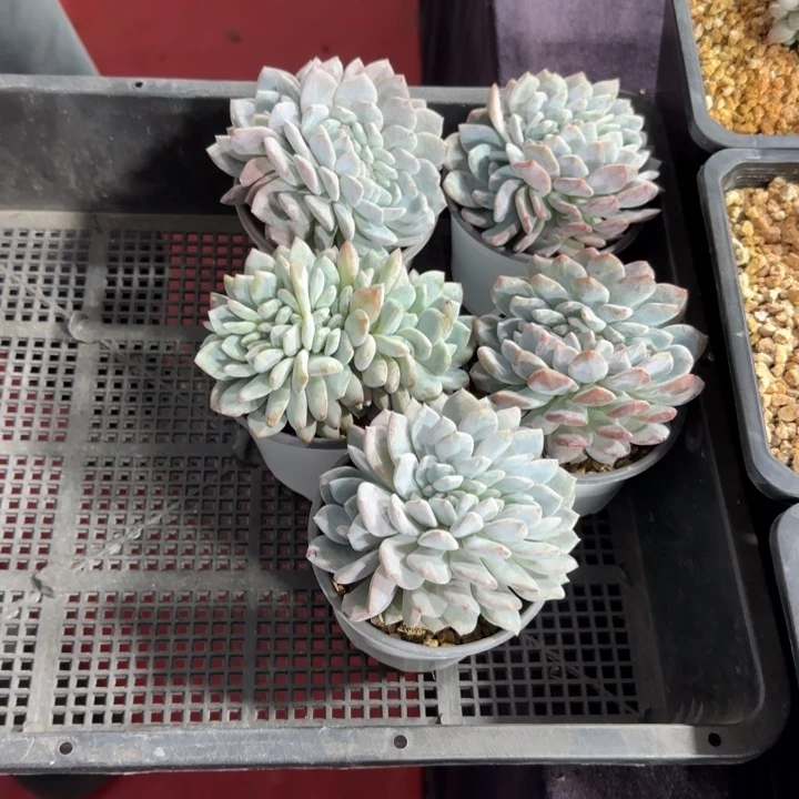 慧***肉10厘米左右的一物一怕啥得