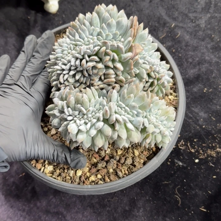 芬*16厘米左右一物一拍星影缀
