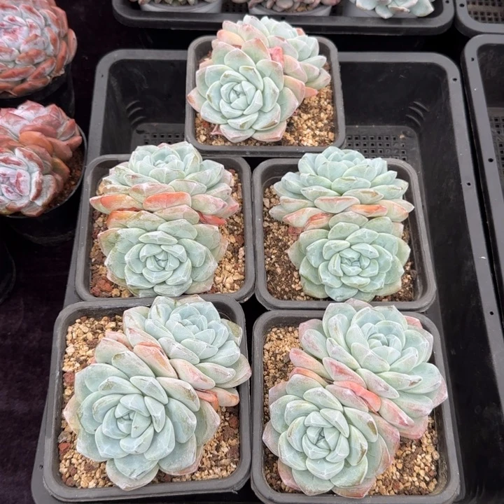 11厘米左右5颗一物一拍得