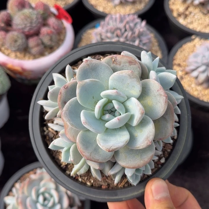 12厘米的尺寸一物一拍的