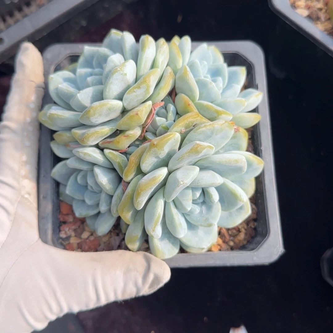 ?*?11厘米左右一物一拍无砍
