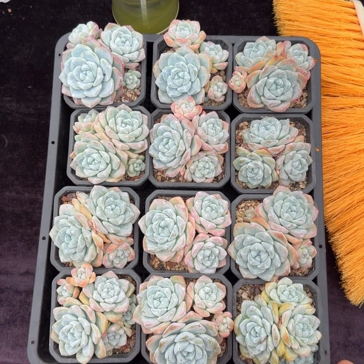 12颗一物一拍的9厘米盆