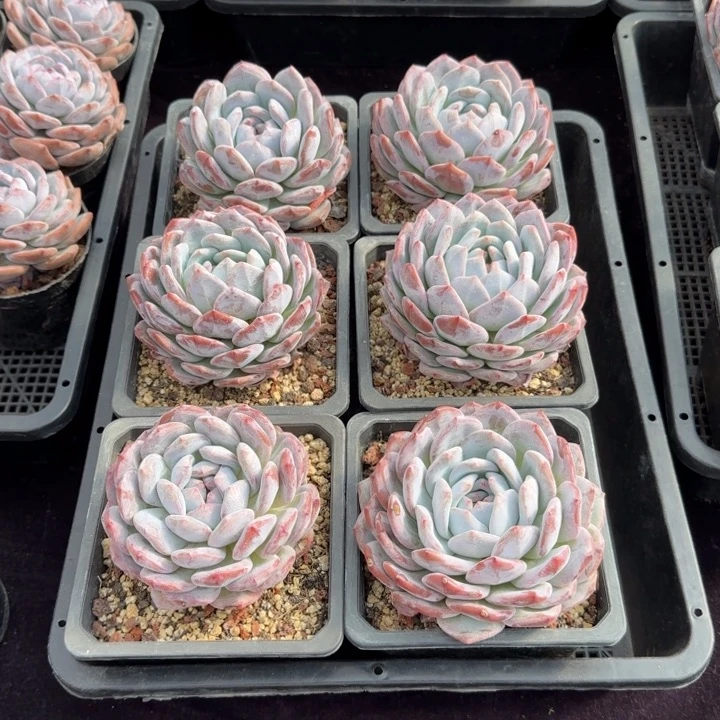 章***子十级的一物一拍的