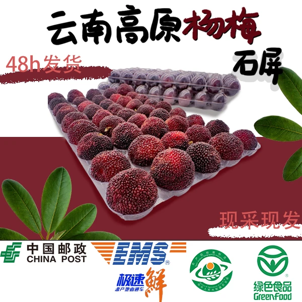 云南高原现摘现发新鲜石屏杨梅210粒邮政极速鲜发货