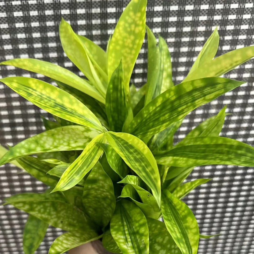 星点木盆栽室内净化空气观叶植物