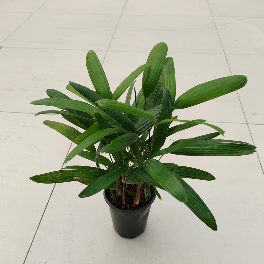 大叶棕竹盆栽耐寒好养可水培绿植