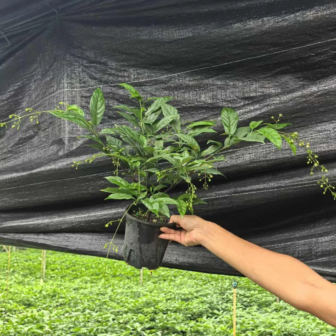 ZB0.5黑加仑盆垂丝茉莉室内观花植物仙气飘飘网红绿植