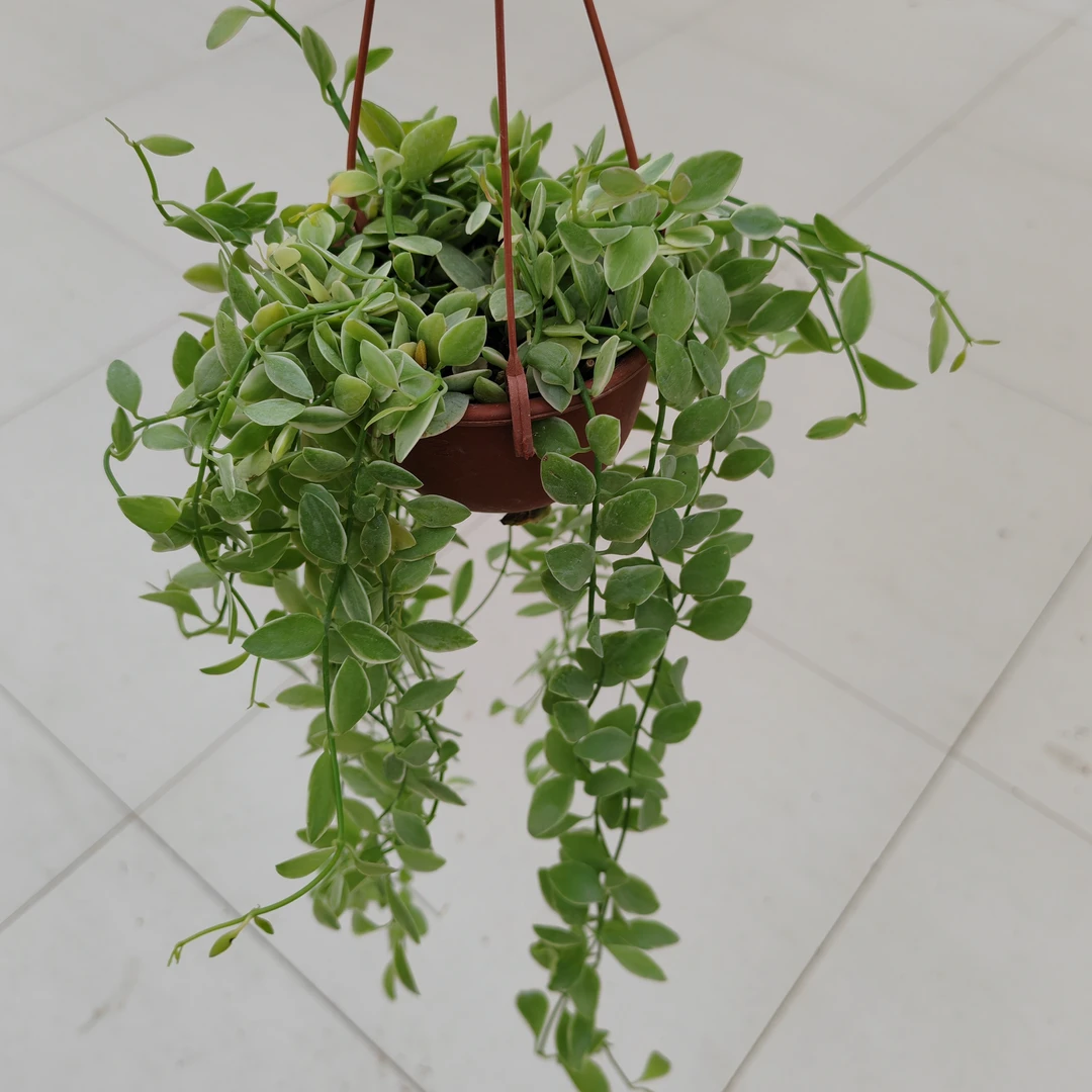 金边翡翠垂吊多肉室内懒人植物