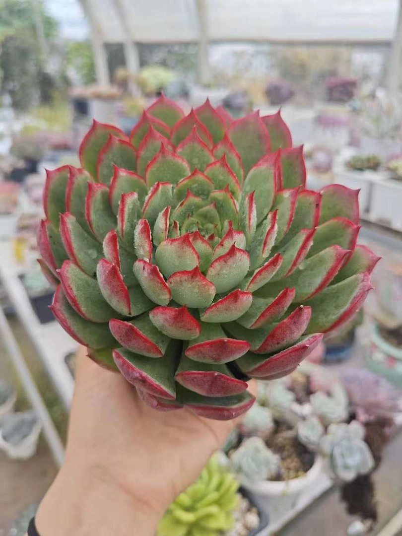 宝莲灯     11多肉