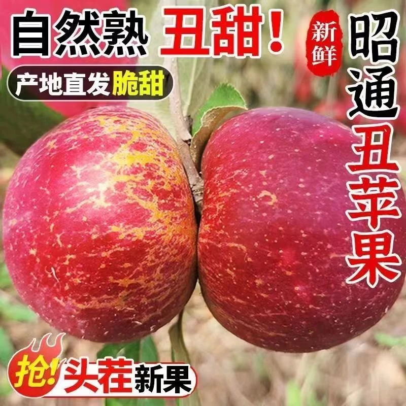 冰糖心苹果云南正宗昭通丑苹果现摘果园直发脆甜多汁新鲜高山水