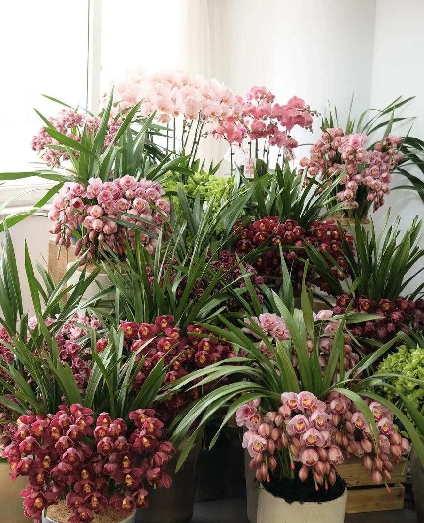 觅野•花间 一物一拍2️⃣号链接 大花蕙兰