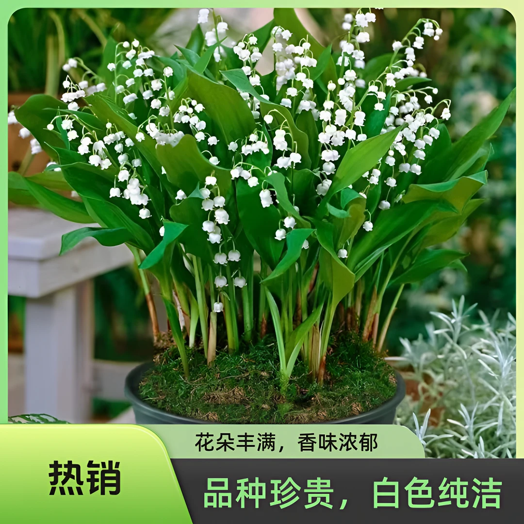 进口铃兰正品空气净化绿植庭院景观室内外浓香型花卉盆栽好养的花