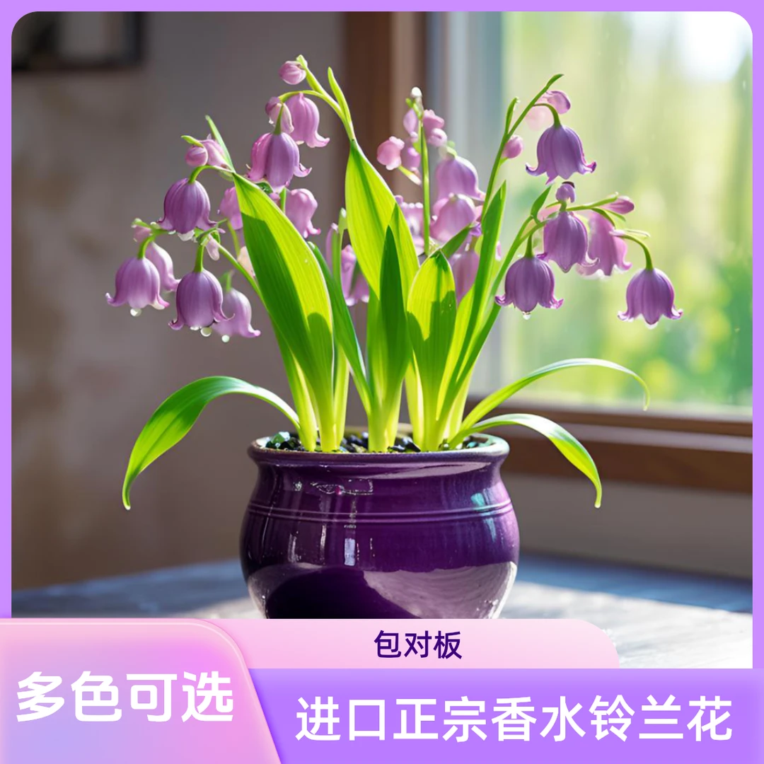 庭院花卉进口香水铃兰花卉壮苗带根带芽发货阳台盆栽室内外植物