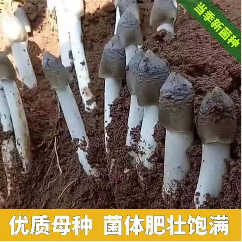 云南野生鸡枞香菇菌种鸡枞菌菌种香菇种子正宗蘑菇菌包羊肚菌菌种