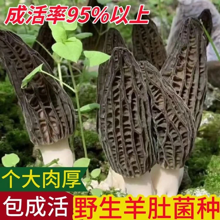 纯天然羊肚菌种植菌包鸡枞菌菌种香菇种子正宗木耳菌种蘑菇菌包