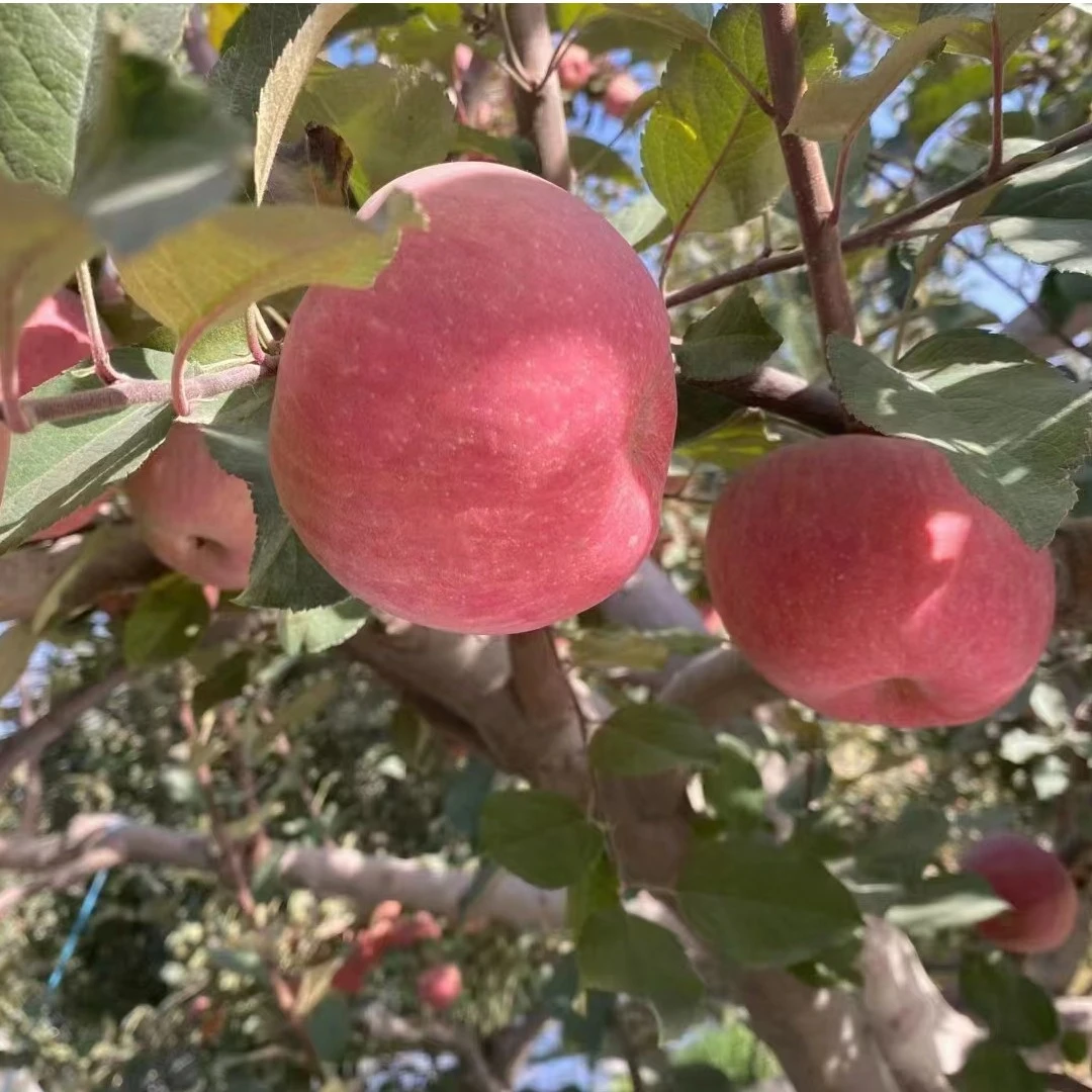 新疆阿克苏冰糖心苹果