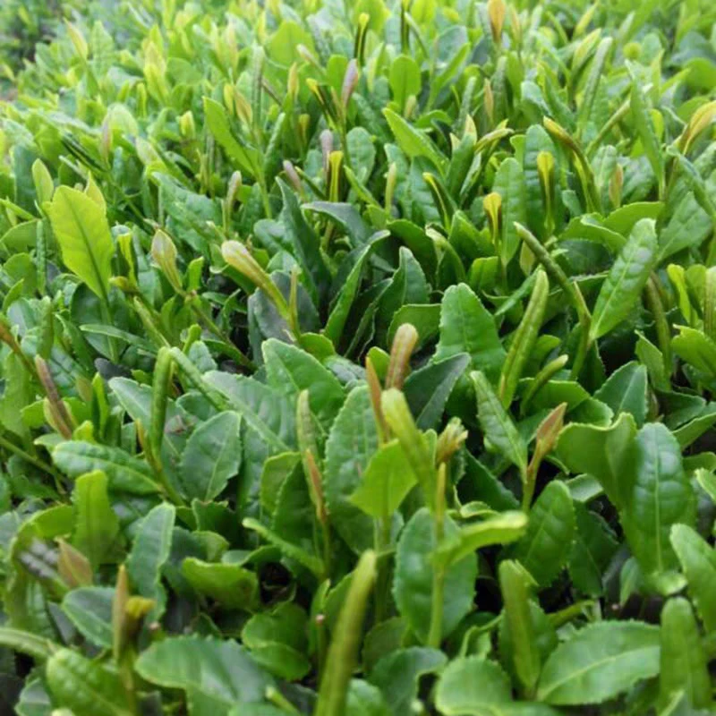 茗王椿，日照绿茶(拍一斤送俩礼盒）)