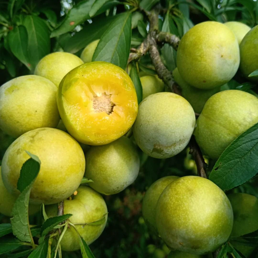 航空包邮 通川青脆李中大果5斤 达州地理标志农产品 新鲜李子