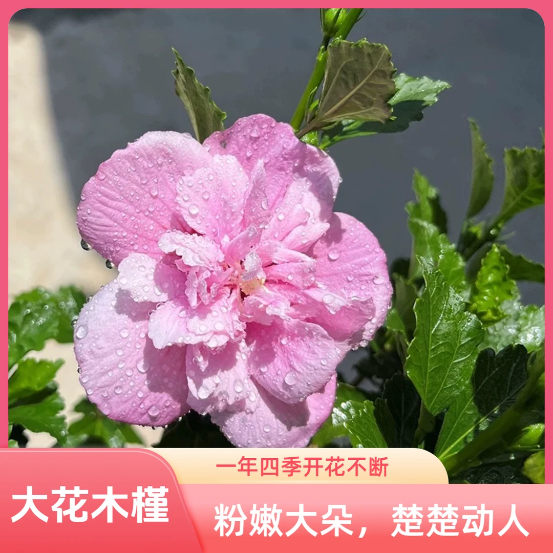 粉嫩大花植株木槿花苗四季开花高35cm带原土耐寒耐热庭院阳台发货