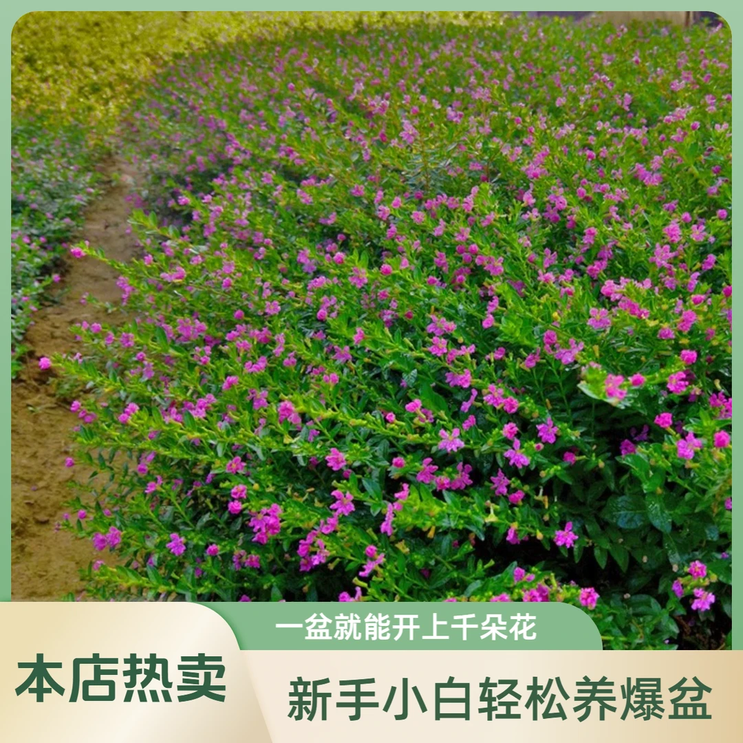 满天星耐热四季开花爆满工程庭院阳台种植原盆原土包邮耐热