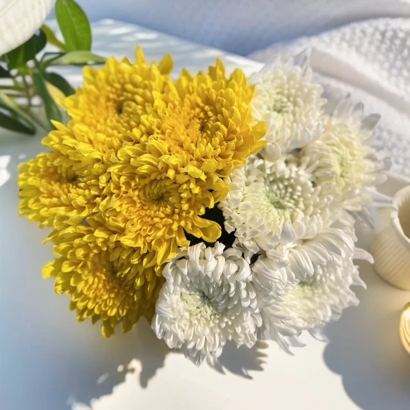 新鲜采摘黄白菊花束全国直发包邮基地直供