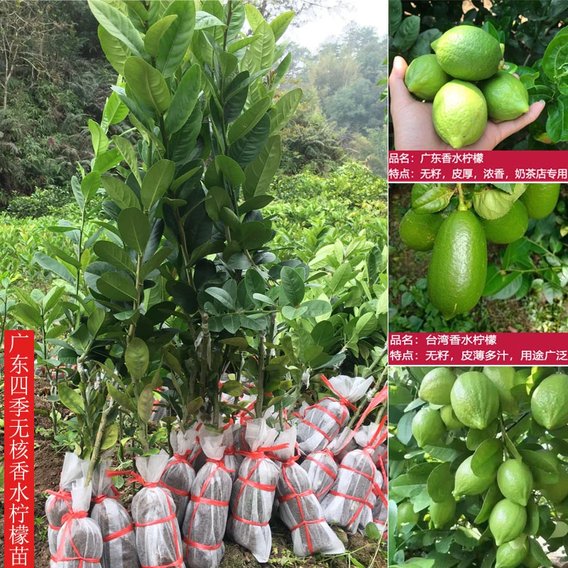 广东四季苗木无籽台湾嫁接苗木树苗食用盆地栽南方种植挂果树苗