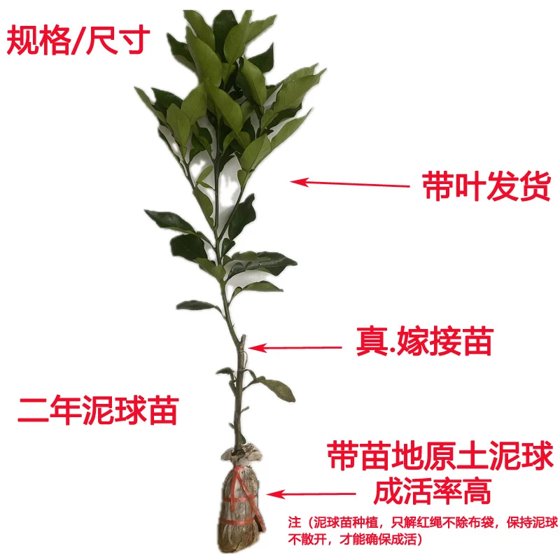品种正宗正毛橘红树苗广西发货嫁接苗包邮带叶子带泥球南方种植