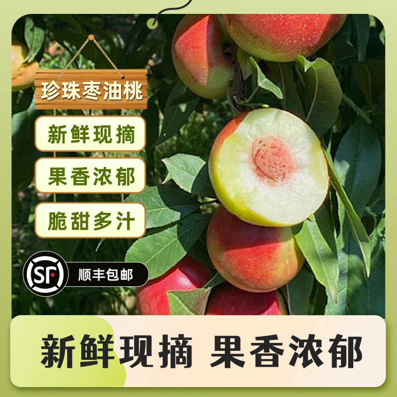 【顺丰专用】夏日尝鲜【珍珠枣油桃】脆甜多汁一桃两吃现采现发坏了赔