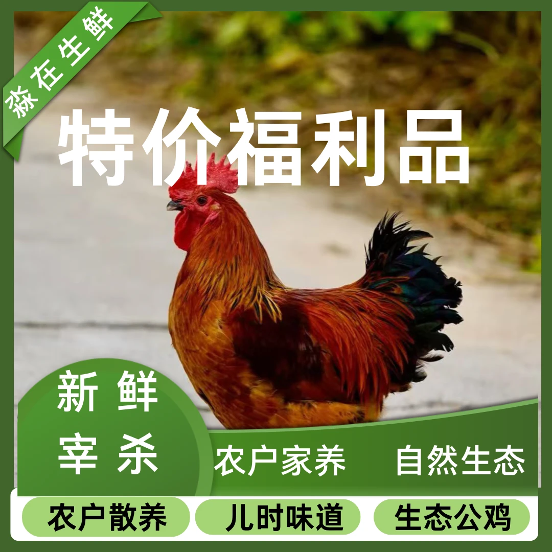 农户散养生态大公鸡