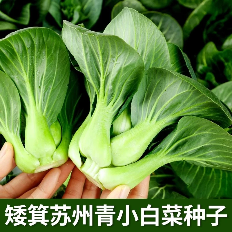 矮箕苏州青种子矮脚小白菜油菜种籽春秋青菜农家菜园阳台盆栽蔬菜