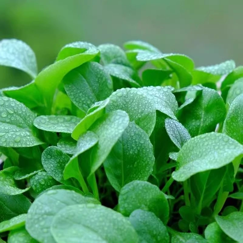 鸡毛菜种子种籽四季小白菜青菜大全上海青籽种菜籽孑子蔬菜菜种莱