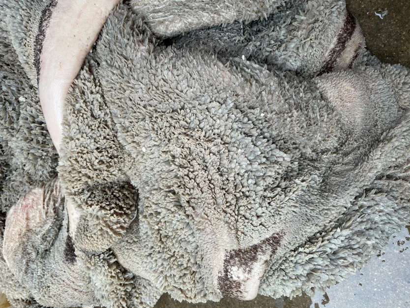新鲜。       牛草肚
