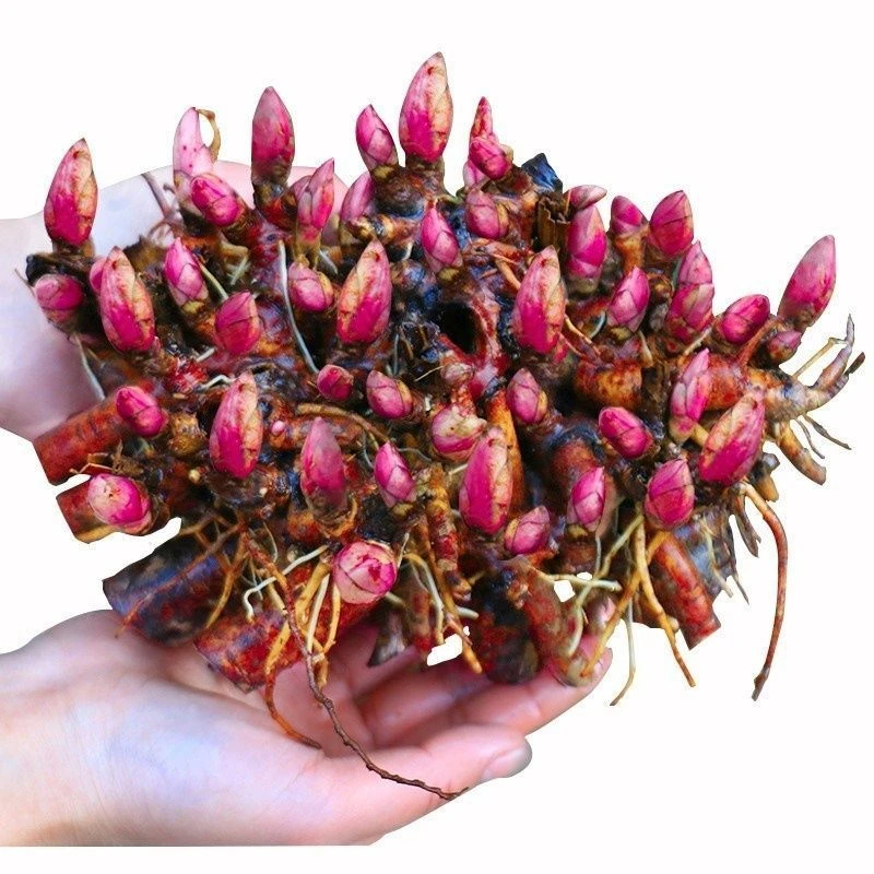 芍药花苗球根根块盆栽花卉带芽重瓣多年生抗寒植物庭院绿植物种植