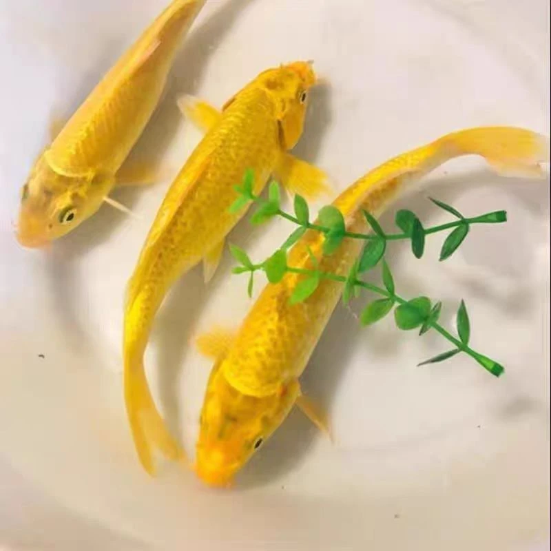 耐活观赏锦鲤鱼苗观赏鱼蝴蝶鲤锦鲤冷水鱼淡水鱼耐活