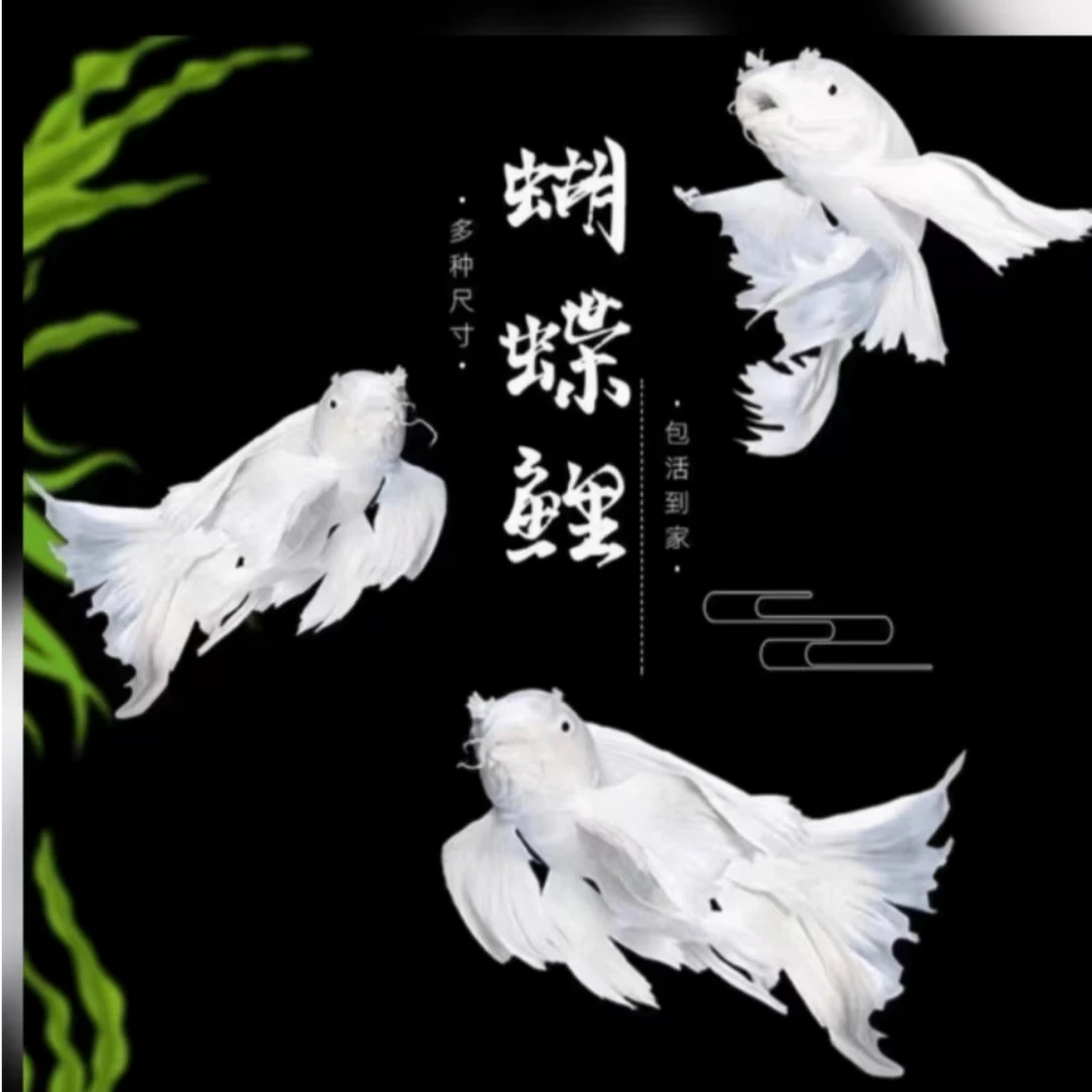 超萌好物观赏鱼蝴蝶鲤锦鲤冷水鱼淡水鱼孔雀龙只保拆箱包活