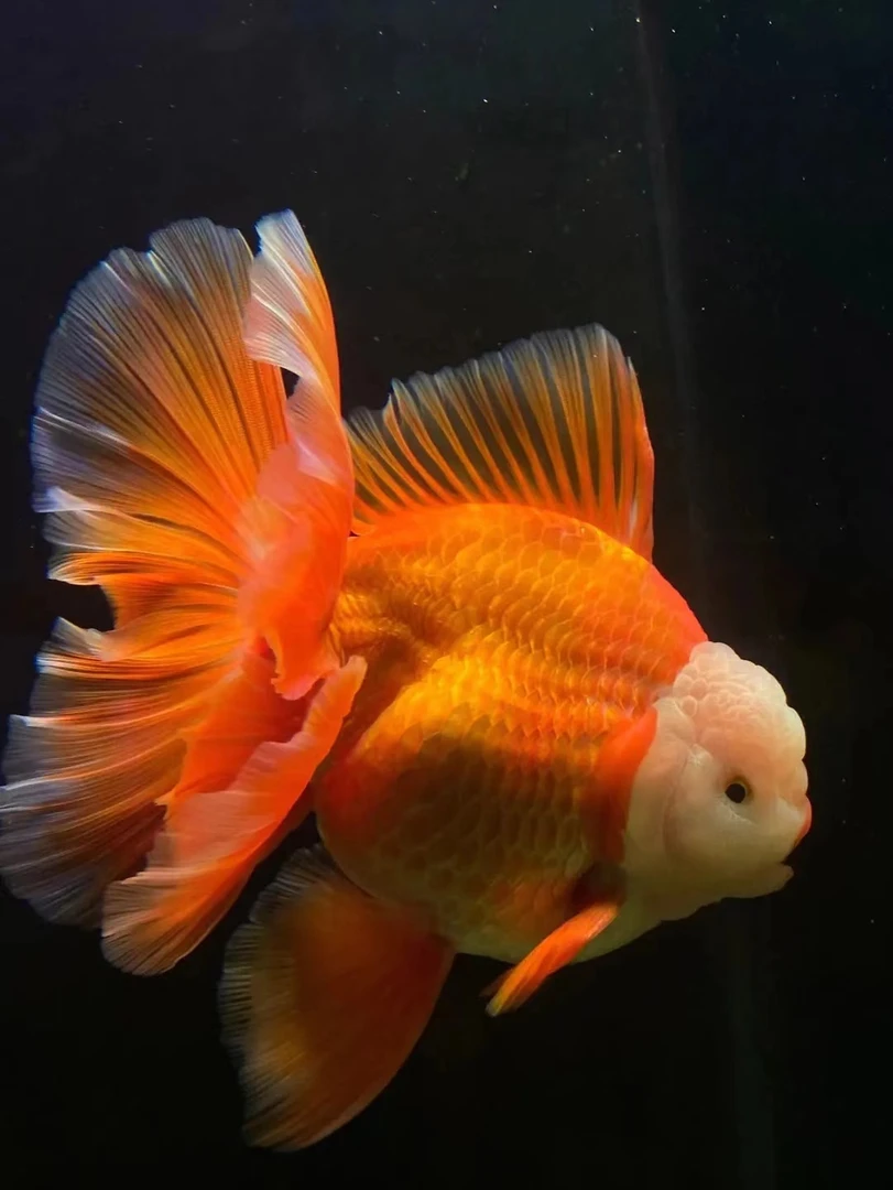 顶红国狮泰狮元宝玛丽尨睛熊猫直播选货生态观赏鱼养殖基地