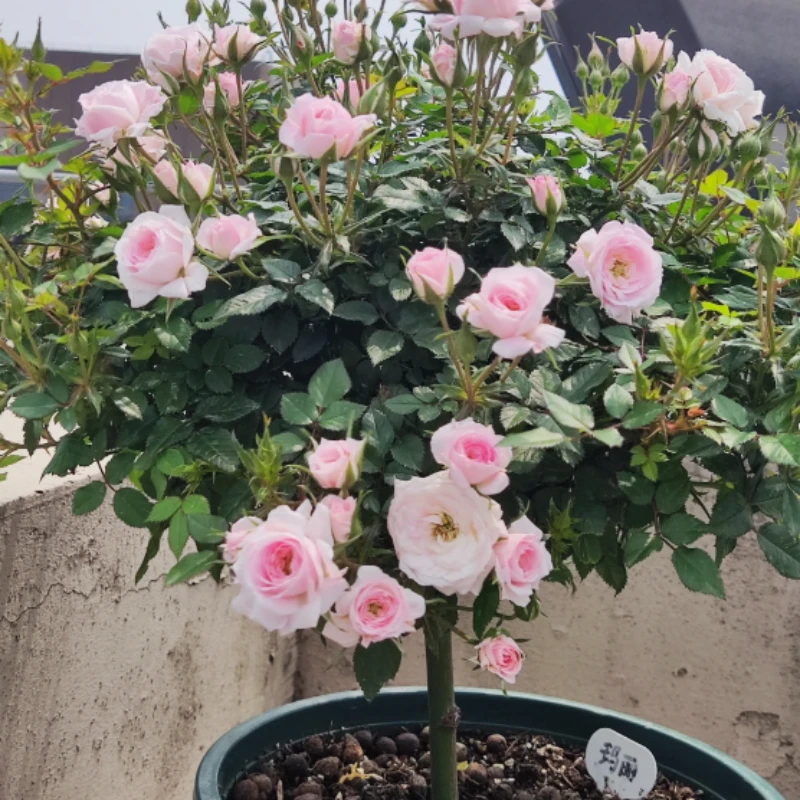微玛丽月季棒棒糖树状型月季花多季开花爆花丰花多头阳台庭院种植
